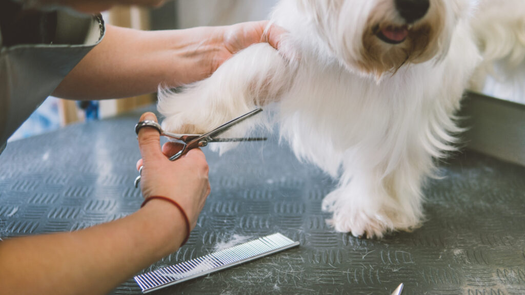 Dog hair cutting - Dog Grooming Attleborough Norfolk