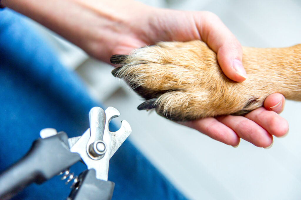 Dog nail trimming - Dog Grooming Attleborough Norfolk