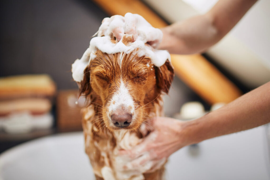Dog shampoo wash - Dog Grooming Attleborough Norfolk