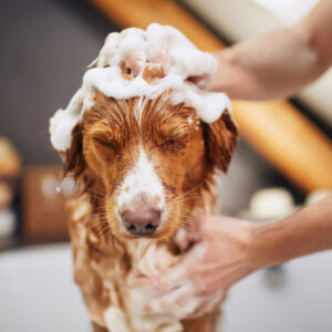 Dog shampoo wash - Dog Grooming Attleborough Norfolk